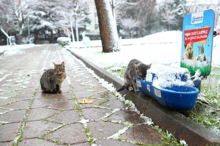 Bağcılar Belediyesi sokak hayvanları için seferber oldu G2