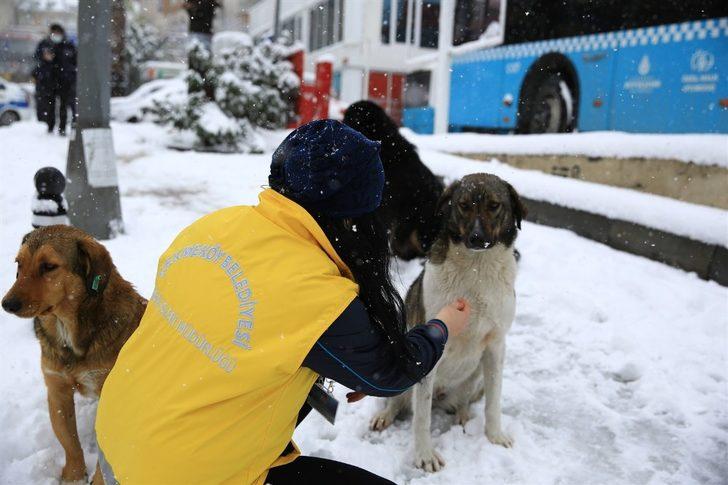 Sokak hayvanları Çekmeköy Belediyesi’ne emanet G4
