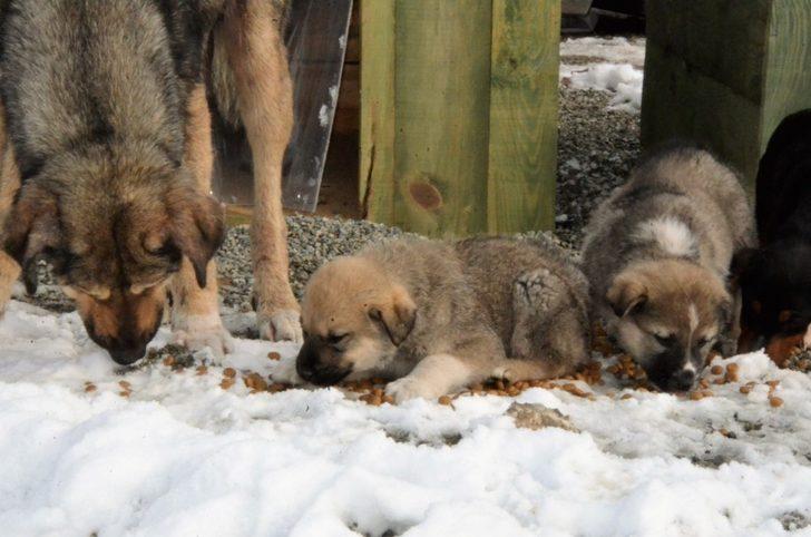 Belediye, karda sokak hayvanlarını unutmadı G2