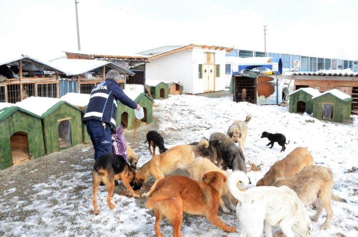 Belediye, karda sokak hayvanlarını unutmadı G3