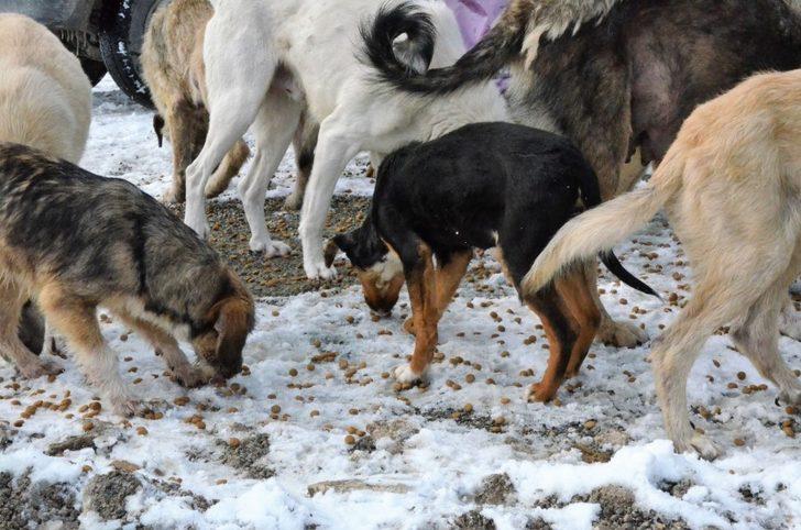 Belediye, karda sokak hayvanlarını unutmadı G4