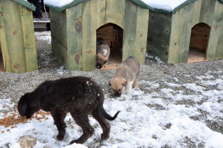 Belediye, karda sokak hayvanlarını unutmadı G5