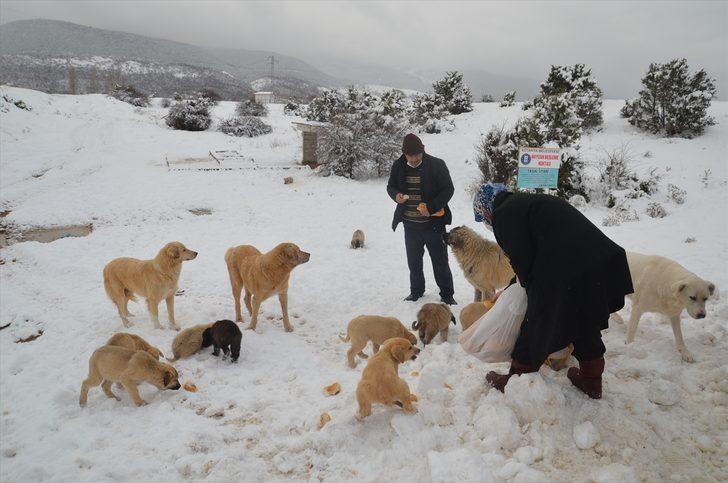 Kütahya'da hayvanseverler karda yiyecek bulmakta güçlük çeken sokak köpeklerini besledi G2