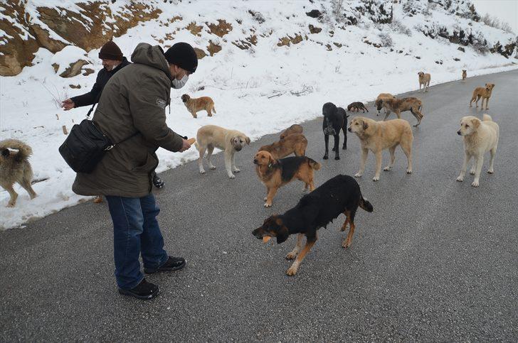 Kütahya'da hayvanseverler karda yiyecek bulmakta güçlük çeken sokak köpeklerini besledi G3