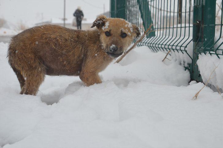 Kütahya'da hayvanseverler karda yiyecek bulmakta güçlük çeken sokak köpeklerini besledi G4