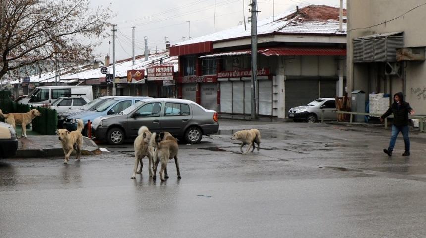 Sokaklar hayvanlara kaldı