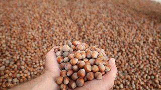 Bakan fındık fiyatlarını açıkladı! İşte 2017 TMO fındık alım fiyatları