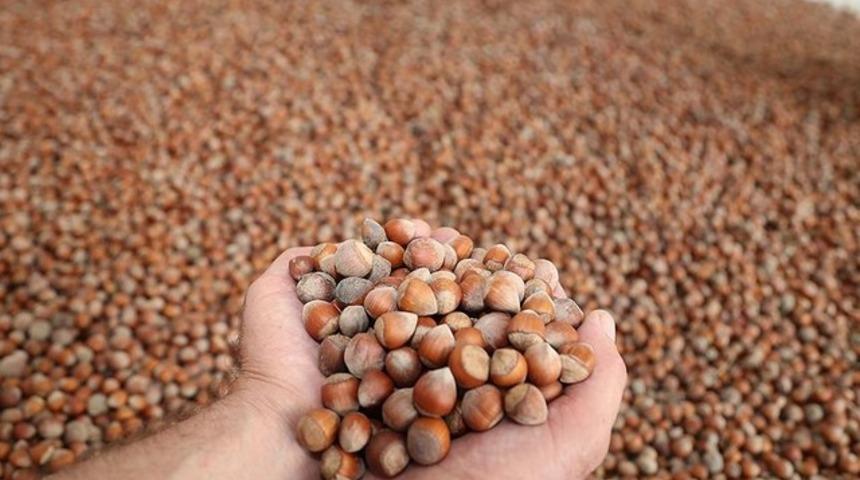 Bakan fındık fiyatlarını a&ccedil;ıkladı! İşte 2017 TMO fındık alım fiyatları