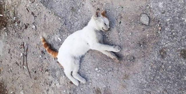 Mersin'de zehirlendikleri iddia edilen 13 kedi telef oldu