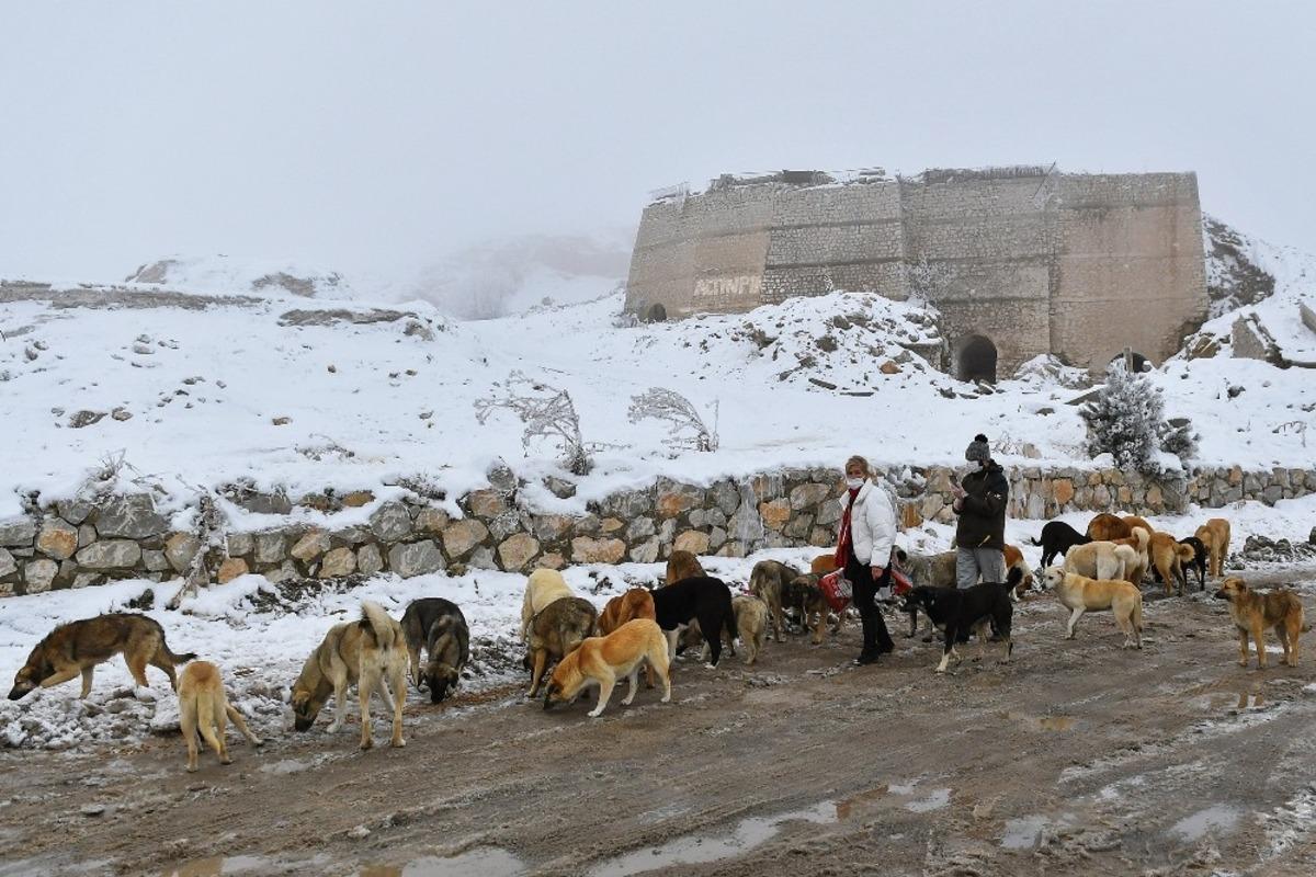 Başkent&rsquo;te ortak akıl ilkesi sokak hayvanları i&ccedil;in de devrede