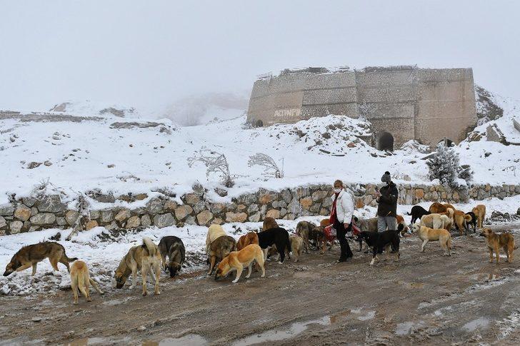 Başkent’te ortak akıl ilkesi sokak hayvanları için de devrede G1