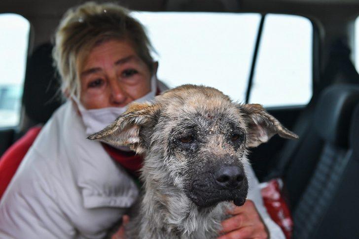 Başkent’te ortak akıl ilkesi sokak hayvanları için de devrede G3