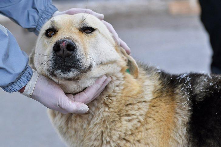 Başkent’te ortak akıl ilkesi sokak hayvanları için de devrede G4