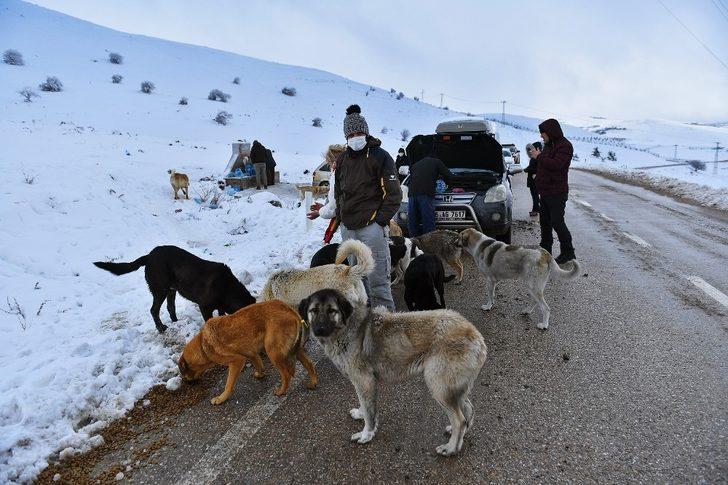 Başkent’te ortak akıl ilkesi sokak hayvanları için de devrede G5
