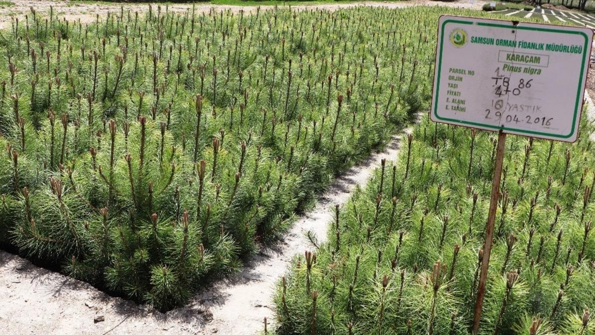 Amasya OBM 2020&rsquo;de 7 milyondan fazla fidan &uuml;retti