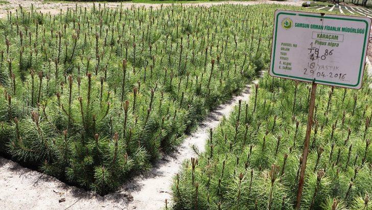 Amasya OBM 2020’de 7 milyondan fazla fidan üretti G1