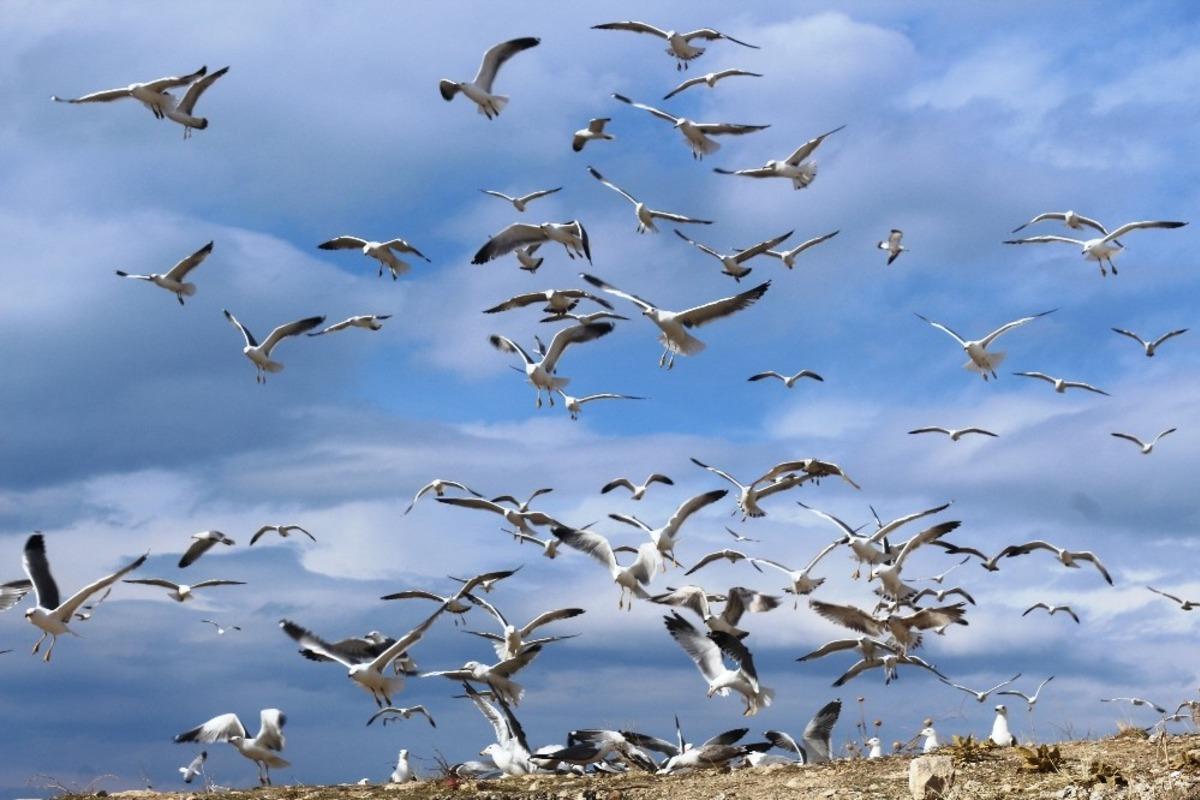 Yabani kuşlar i&ccedil;in doğaya yem bıraktılar