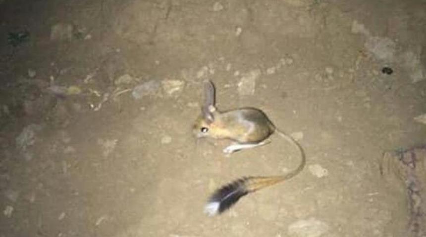 Kırmızı listede yer alıyor! Şırnak'ta Arap tavşanı görüntülendi