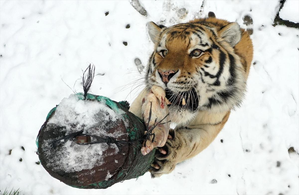 Hayvanat bah&ccedil;esindeki beslenme saati belgeselleri aratmıyor