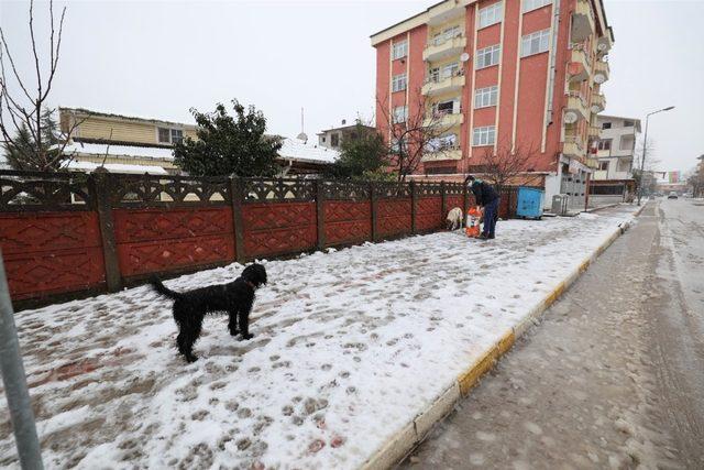 Başiskele Belediyesi sokak hayvanları için seferber oldu