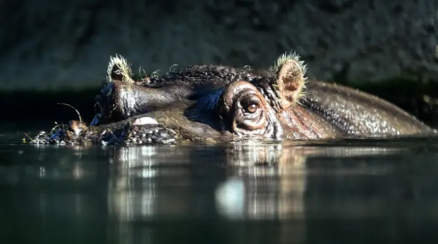 Bilim insanları Pablo Escobar’ın getirdiği su aygırlarının infaz edilmesini istiyor