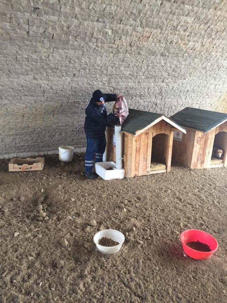 Biga Belediyesi soğuk havalarda sokak hayvanlarını unutmadı G5