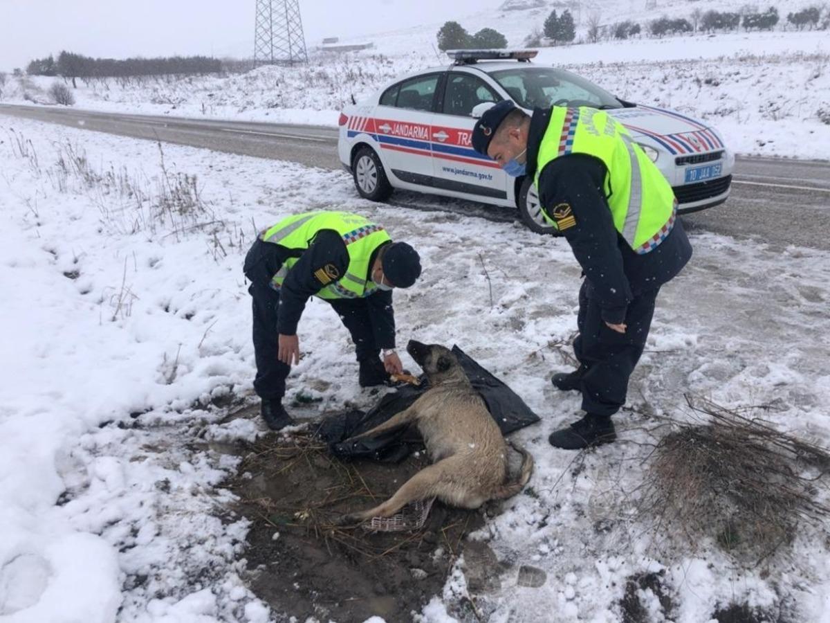 Balıkesir&rsquo;de jandarmadan yaralı k&ouml;peğe duyarlı davranış