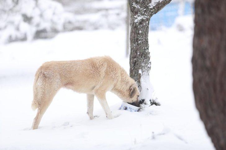 Sokak hayvanları karlı havada da unutulmadı G2