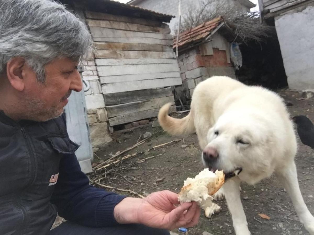 Hayırsever fırıncı sokak hayvanlarını besliyor