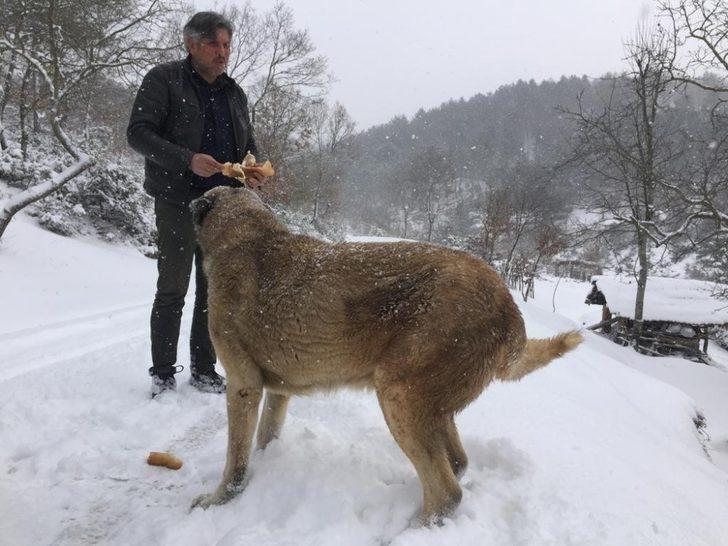 Hayırsever fırıncı sokak hayvanlarını besliyor G4