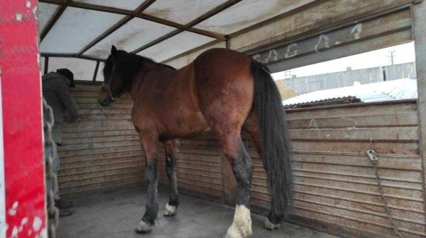 JASAT at hırsızlarını yakaladı