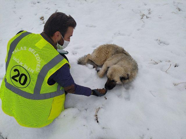 Talas’ın sokak hayvanları özel ekibi 1