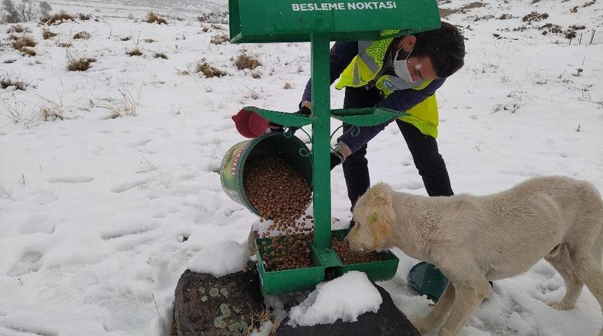 Talas&rsquo;ın sokak hayvanları &ouml;zel ekibi