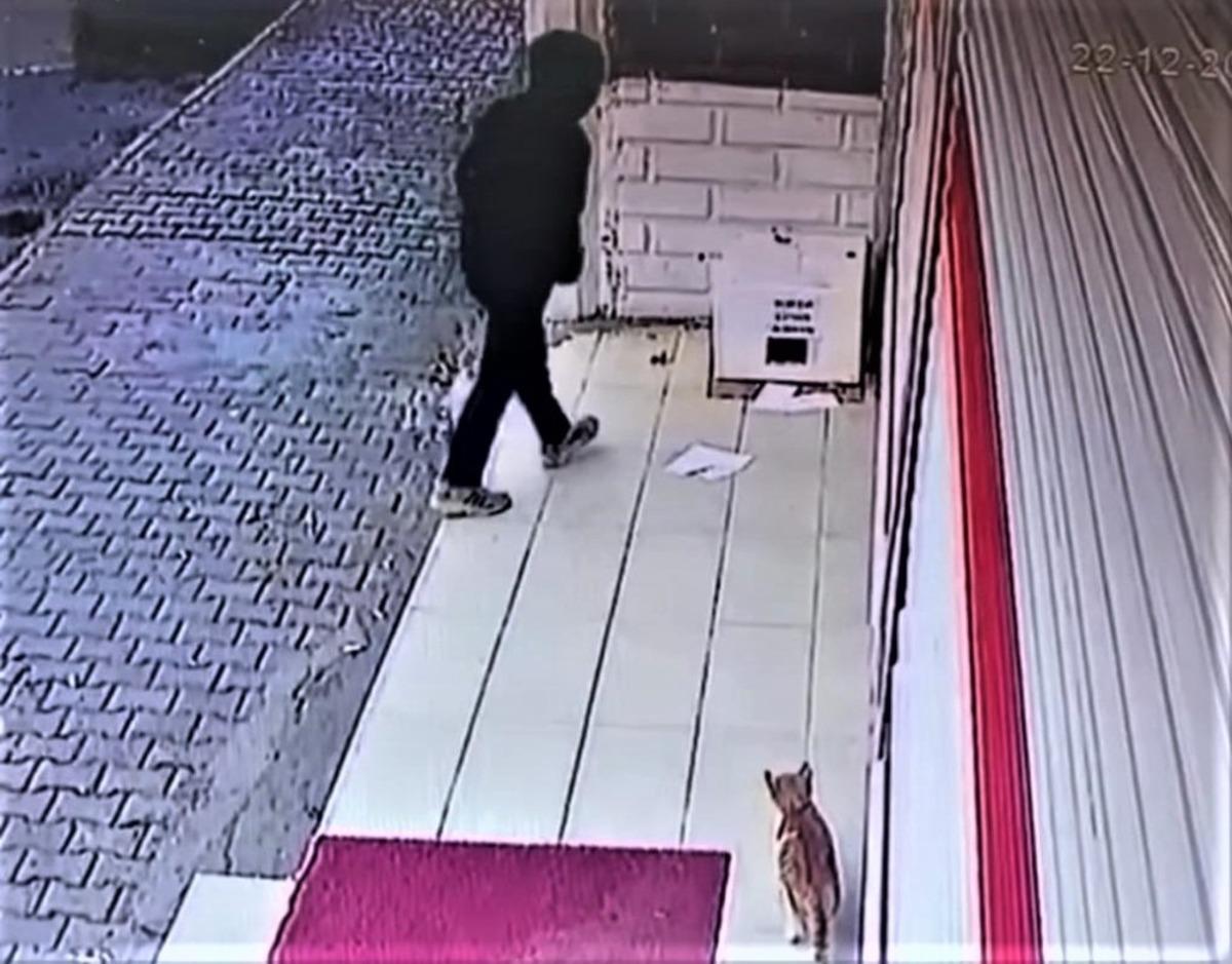 Batman&rsquo;da bu kadarına da pes dedirten olay: Kedi barınağını &ccedil;aldılar