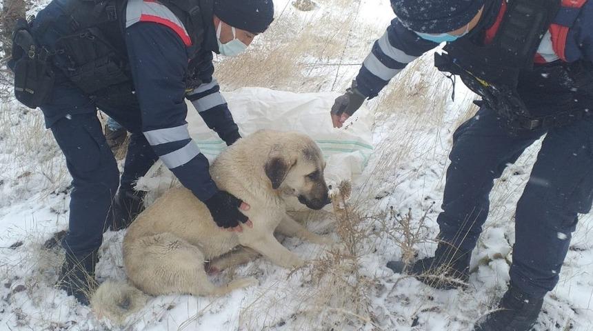 Aracın &ccedil;arptığı k&ouml;peği, jandarma hayvan hastanesine ulaştırdı