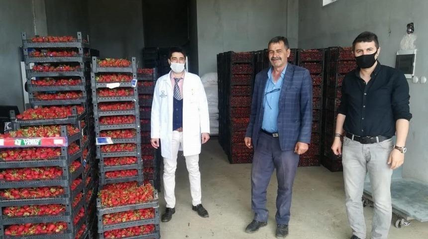 Hüyük’ün organik çileği kışın da üretiliyor