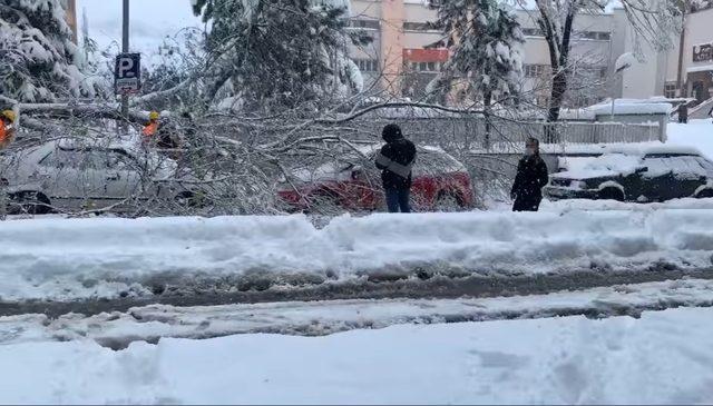 Karın ağırlığına dayanamayan ağacın dalı kırıldı, park halindeki araçların üzerine düştü