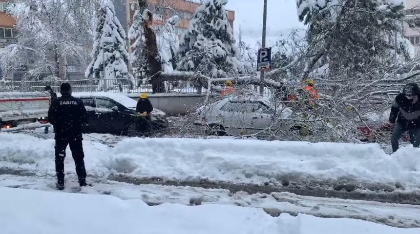 Karın ağırlığına dayanamayan ağacın dalı kırıldı, park halindeki araçların üzerine düştü