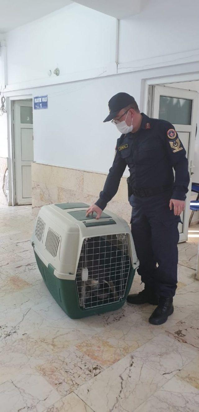 Yaralı köpeğin yardımına jandarma ekipleri yetişti