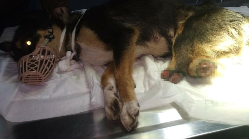 Caniler bu kez de Edirne’de ortaya çıktı