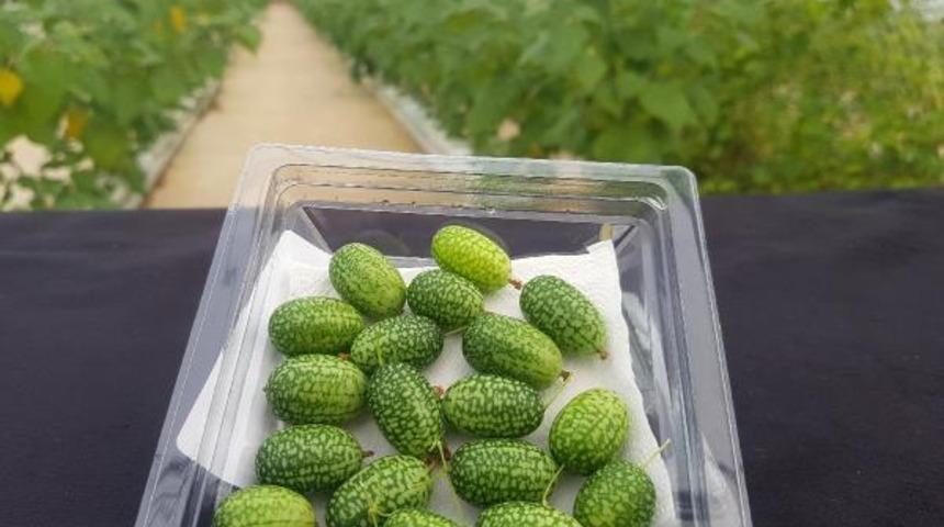 Antalya'daki 'baby karpuz' şaşırtıyor! Tadı salatalık gibi