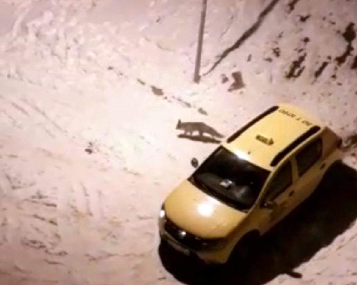 A&ccedil; kalan tilkinin yiyecek bulma telaşı