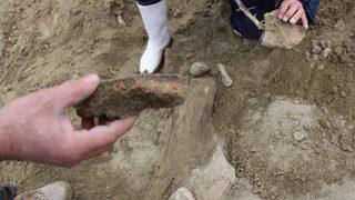 Köylüler su ararken buldu! Mamut fosili olabilir
