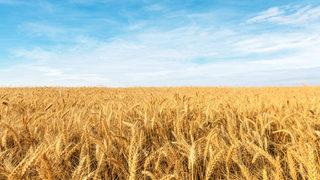 Çin'in mısır ve buğday ithalatı 2020 yılında rekor seviyelere ulaştı