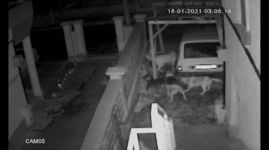Sokak k&ouml;peklerinin kediye saldırması kameraya yansıdı
