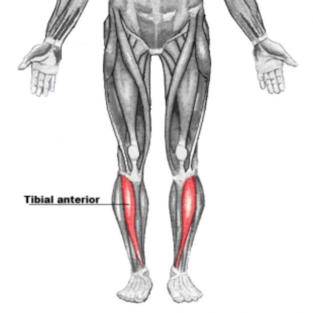 tibialis anterior kası