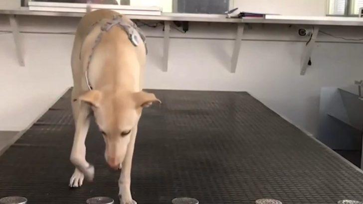 İtalya'da mutasyona uğrayan virüse karşı hassas burunlar devreye giriyor G1