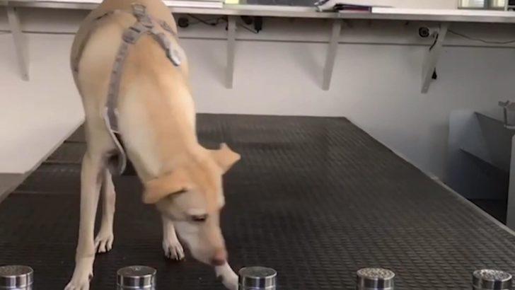 İtalya'da mutasyona uğrayan virüse karşı hassas burunlar devreye giriyor G2