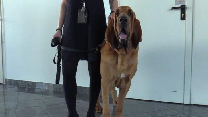 İtalya'da mutasyona uğrayan virüse karşı hassas burunlar devreye giriyor G4