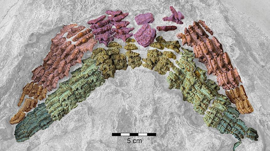 Almanya'da 150 milyon yıllık k&ouml;pek balığı fosili keşfedildi